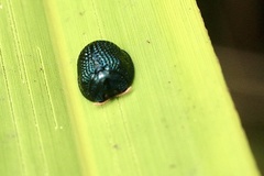 Hemisphaerota cyanea