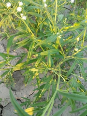 Florestina tripteris