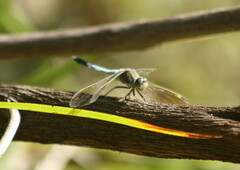 Orthetrum caledonicum