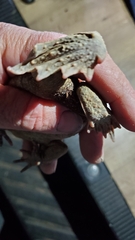 Anaxyrus boreas