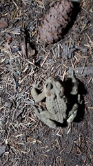 Anaxyrus boreas