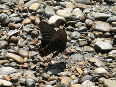 Papilio hermosanus