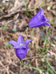 Campanula alaskana