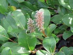 Salix arctica