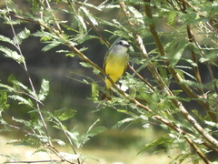 Tyrannus melancholicus