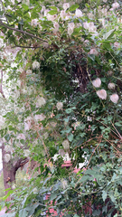 Clematis