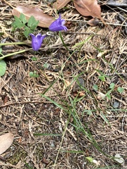 Campanula alaskana