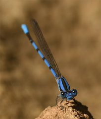 Argia agrioides