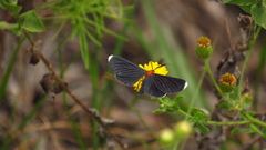 Melanchroia chephise