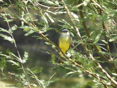 Tyrannus melancholicus