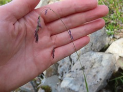 Vahlodea atropurpurea