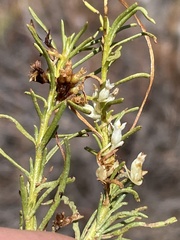 Cuscuta subinclusa