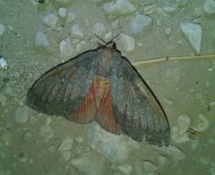Syssphinx hubbardi