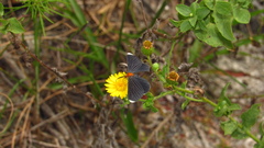 Melanchroia chephise