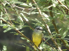 Tyrannus melancholicus