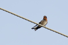Hirundo domicola