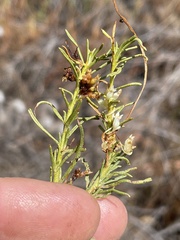 Cuscuta subinclusa