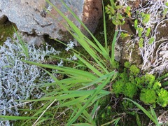 Vahlodea atropurpurea