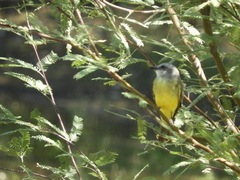 Tyrannus melancholicus