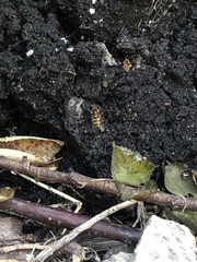 Syrphus rectus