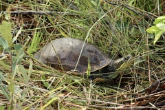 Deirochelys reticularia