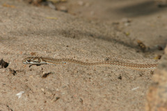 Psammophis notostictus