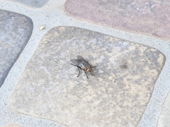 Calyptratae
