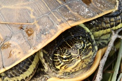 Deirochelys reticularia