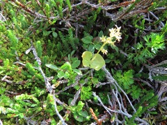 Neottia cordata