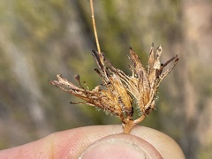 Cordylanthus rigidus setigerus