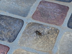 Calyptratae
