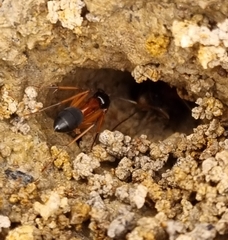 Camponotus