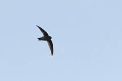Hirundo domicola