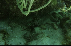 Pterois volitans