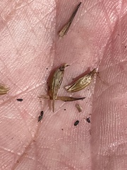 Cordylanthus rigidus setigerus