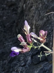Scutellaria mexicana