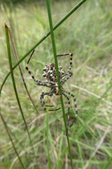 Argiope lobata