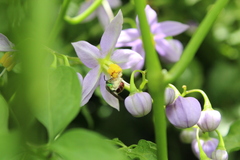 Augochloropsis ignita