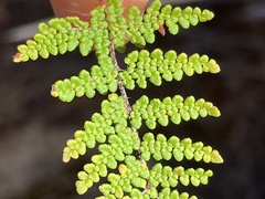 Myriopteris clevelandii