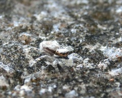 Menemerus bivittatus