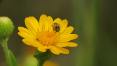 Perdita