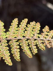 Myriopteris clevelandii