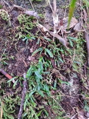 Grammitis stenophylla