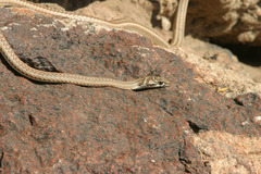 Psammophis notostictus
