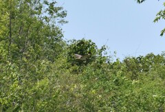 Buteo brachyurus