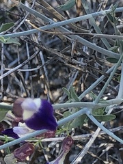 Scutellaria mexicana