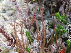 Cladonia cornuta