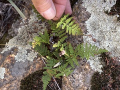 Myriopteris clevelandii