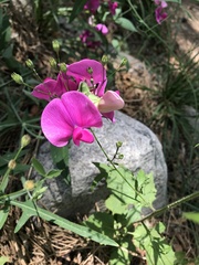 Lathyrus