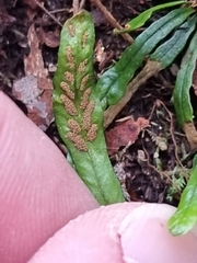 Grammitis stenophylla